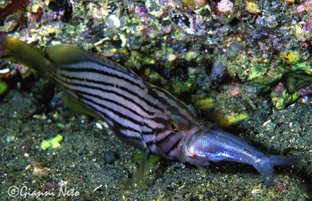 Epinephelus costae (Dotto o Cernia dorata)